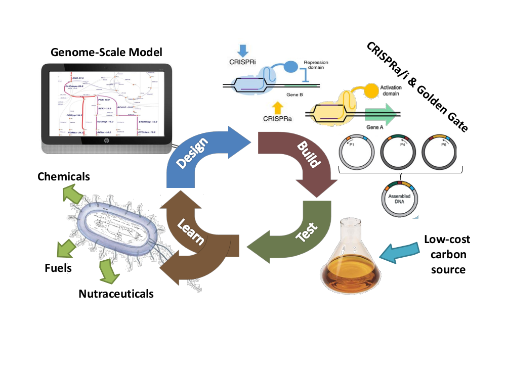 New synthetic biology tools for metabolic control